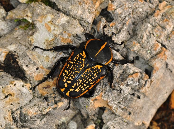 Nicolas.coleoptera -  brouci (hlavně Cetonidae)