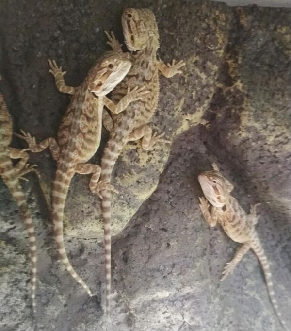 AGAMA